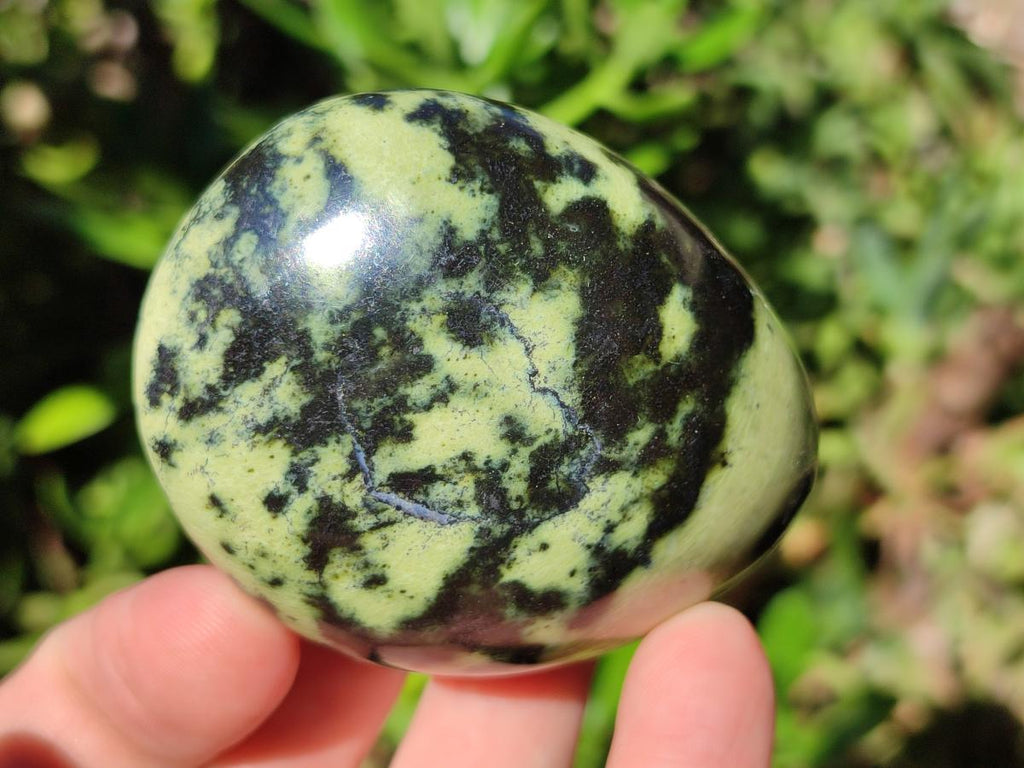 Polished Leopard Stone Palm Stones x 1 From Zimbabwe - Toprock Gemstones and Minerals 