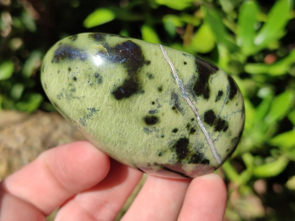 Polished Leopard Stone Palm Stones x 1 From Zimbabwe - Toprock Gemstones and Minerals 