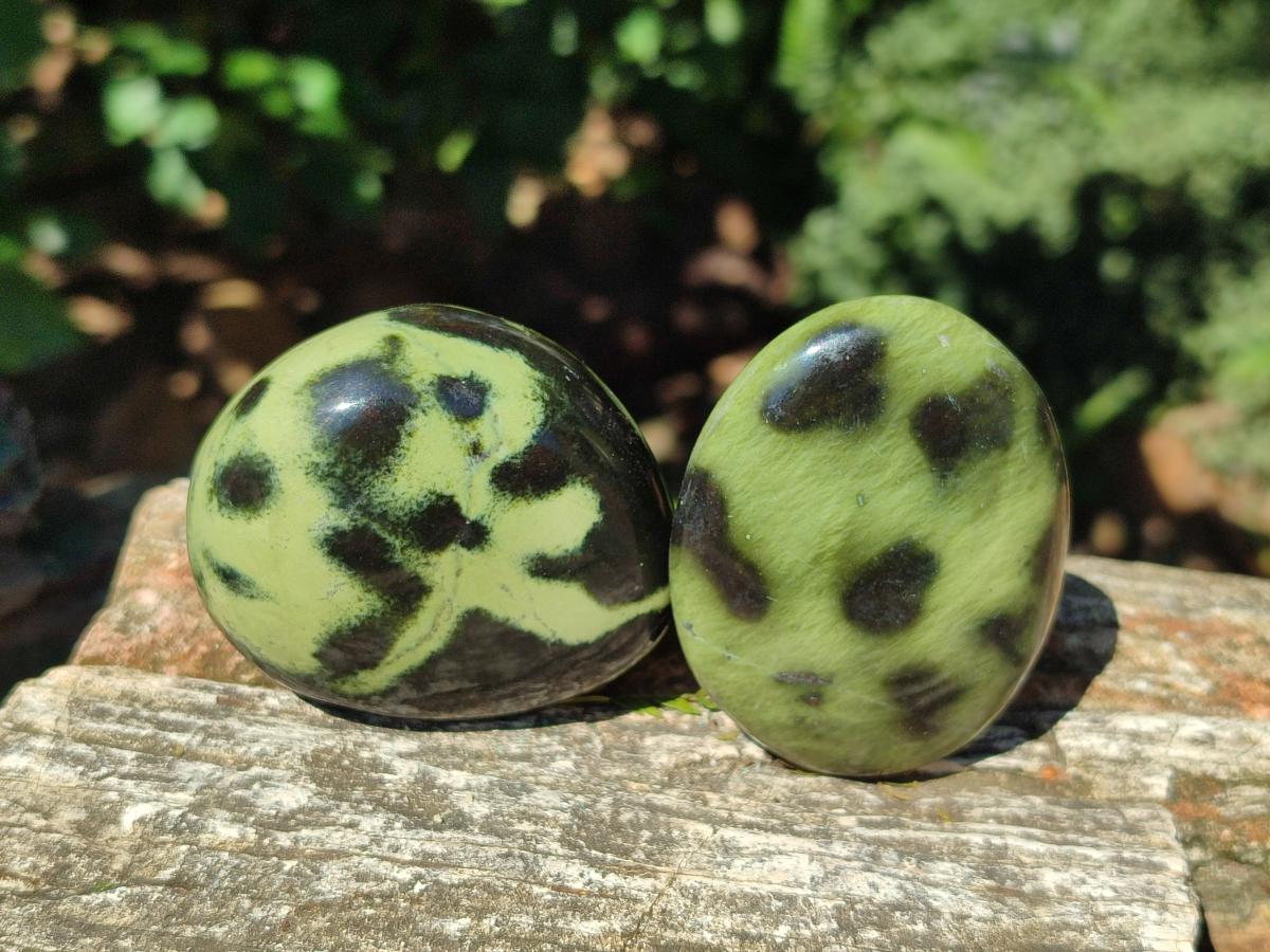 Polished Leopard Stone Palm Stones x 1 From Zimbabwe - Toprock Gemstones and Minerals 