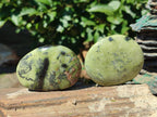 Polished Leopard Stone Palm Stones x 1 From Zimbabwe - Toprock Gemstones and Minerals 