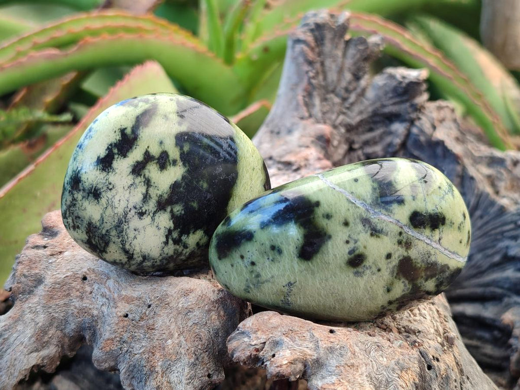 Polished Leopard Stone Palm Stones x 1 From Zimbabwe - Toprock Gemstones and Minerals 