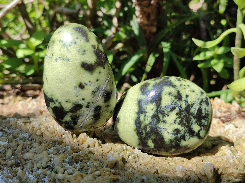 Polished Leopard Stone Palm Stones x 1 From Zimbabwe - Toprock Gemstones and Minerals 
