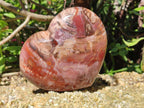 Polished Red Podocarpus Petrified Wood Hearts x 2 From Mahajanga, Madagascar - Toprock Gemstones and Minerals 