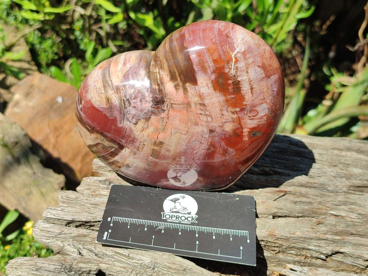 Polished Red Podocarpus Petrified Wood Hearts x 2 From Mahajanga, Madagascar - Toprock Gemstones and Minerals 
