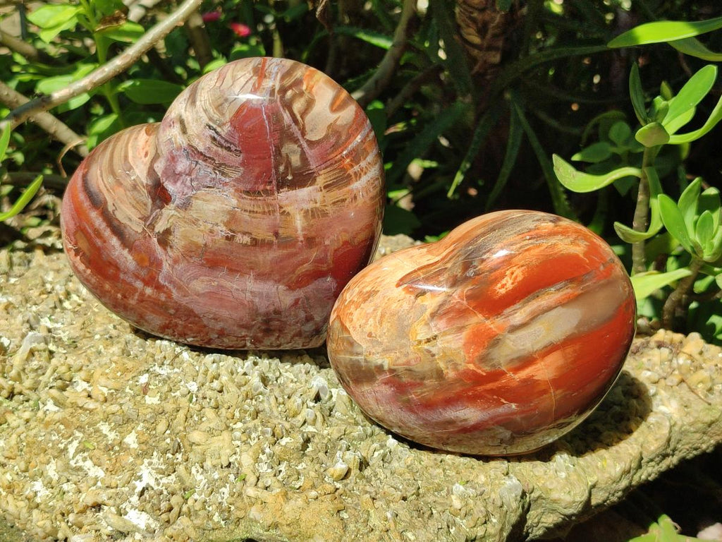 Polished Red Podocarpus Petrified Wood Hearts x 2 From Mahajanga, Madagascar - Toprock Gemstones and Minerals 