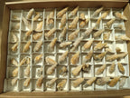 Natural Drusy Quartz Coated Spearhead Calcite Crystals x 70 From Albert's Mountain, Lesotho - Toprock Gemstones and Minerals 