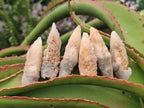 Natural Drusy Quartz Coated Spearhead Calcite Crystals x 70 From Albert's Mountain, Lesotho - Toprock Gemstones and Minerals 
