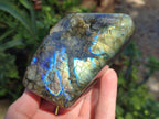 Polished Labradorite Standing Free Form x 3 From Madagascar - Toprock Gemstones and Minerals 