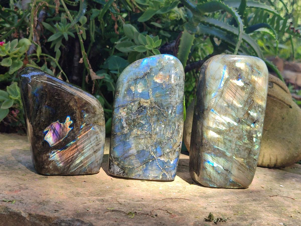 Polished Labradorite Standing Free Form x 3 From Madagascar - Toprock Gemstones and Minerals 