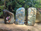 Polished Labradorite Standing Free Form x 3 From Madagascar - Toprock Gemstones and Minerals 