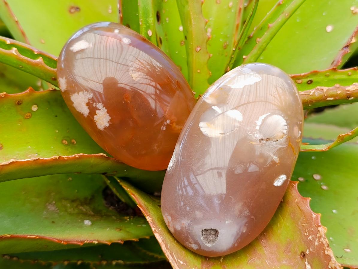 Polished Flower Agate Palm Stones x 12 From Antsahalova, Madagascar - Toprock Gemstones and Minerals 