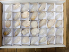 Natural Mpika Clear Quarts Crystals x 35 From Mpika, Zambia - Toprock Gemstones and Minerals 