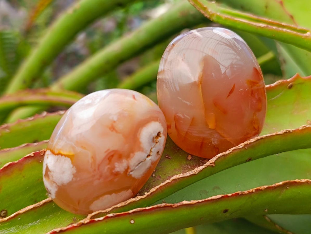 Polished Flower Agate Palm Stones x 24 From Antsahalova, Madagascar - Toprock Gemstones and Minerals 