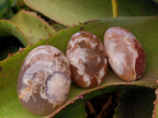Polished Flower Agate Palm Stones x 24 From Antsahalova, Madagascar - Toprock Gemstones and Minerals 