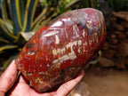 Polished Red Podocarpus Petrified Wood Standing Free Forms x 2 From Mahajanga, Madagascar - Toprock Gemstones and Minerals 