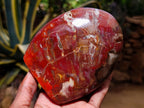 Polished Red Podocarpus Petrified Wood Standing Free Forms x 2 From Mahajanga, Madagascar - Toprock Gemstones and Minerals 