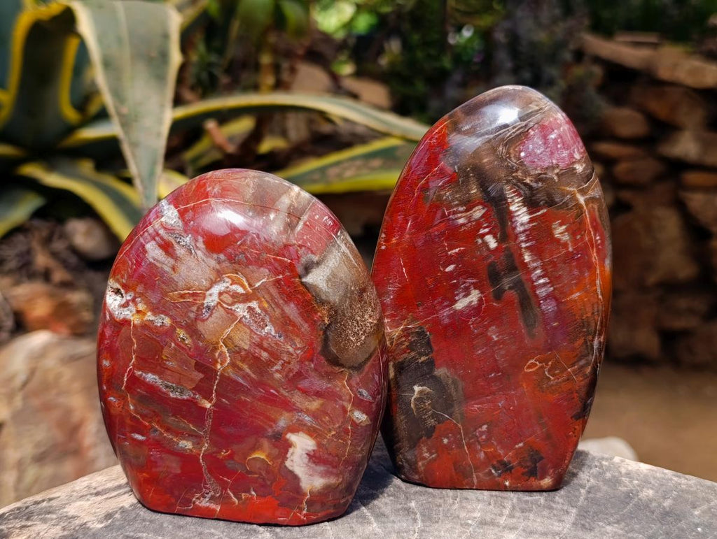 Polished Red Podocarpus Petrified Wood Standing Free Forms x 2 From Mahajanga, Madagascar - Toprock Gemstones and Minerals 