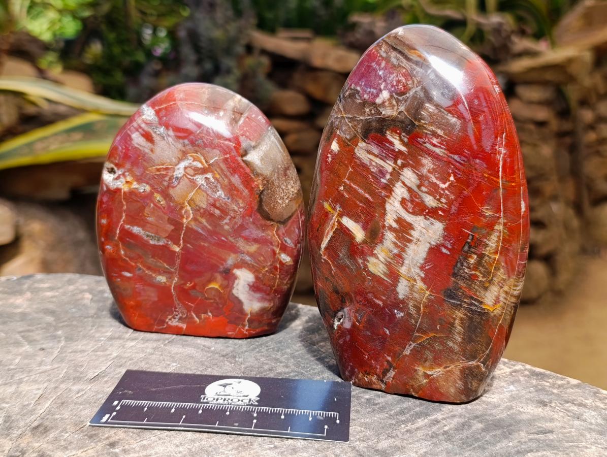 Polished Red Podocarpus Petrified Wood Standing Free Forms x 2 From Mahajanga, Madagascar - Toprock Gemstones and Minerals 