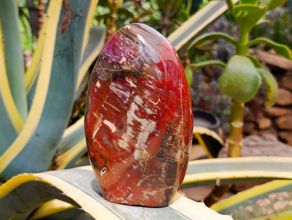 Polished Red Podocarpus Petrified Wood Standing Free Forms x 2 From Mahajanga, Madagascar - Toprock Gemstones and Minerals 