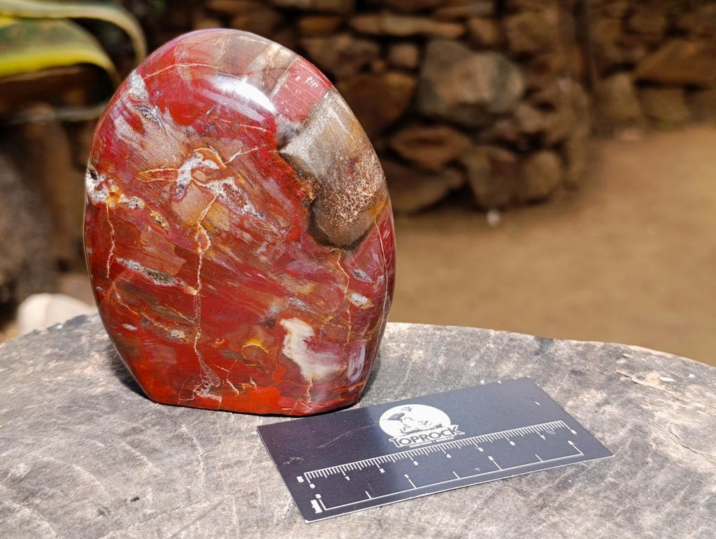 Polished Red Podocarpus Petrified Wood Standing Free Forms x 2 From Mahajanga, Madagascar - Toprock Gemstones and Minerals 