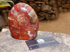 Polished Red Podocarpus Petrified Wood Standing Free Forms x 2 From Mahajanga, Madagascar - Toprock Gemstones and Minerals 
