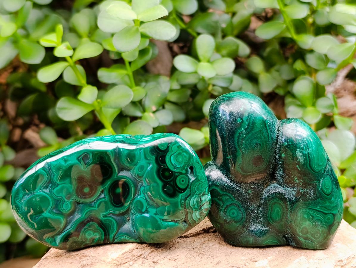 Polished Flower Banded Malachite Free Forms x 5 From Congo - Toprock Gemstones and Minerals 