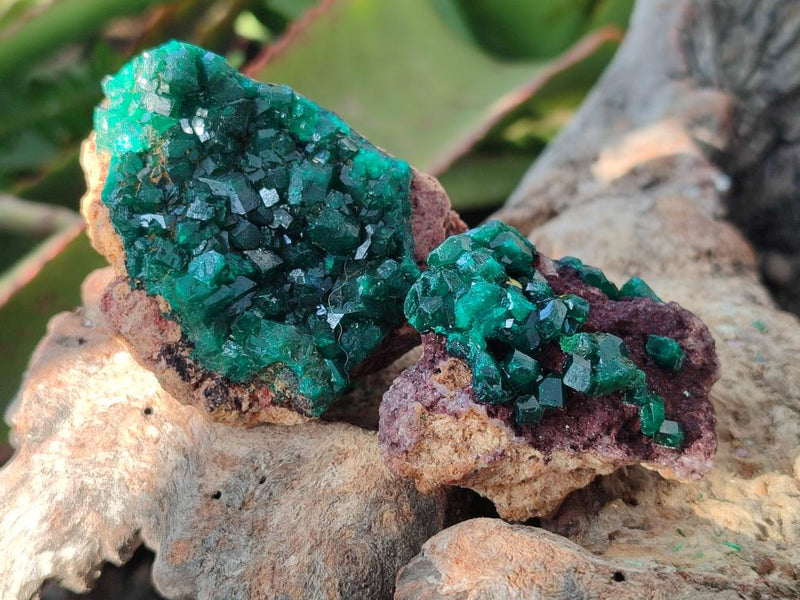 Natural Dioptase on Dolomite Cluster Specimens x 12 From Likasi, Congo - Toprock Gemstones and Minerals 