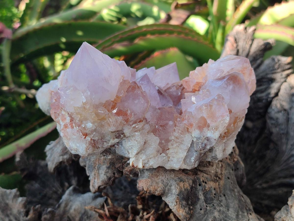 Natural Large Lilac Sunburst Ametrine Spirit Clusters x 2 From Boekenhouthoek, South Africa - Toprock Gemstones and Minerals 