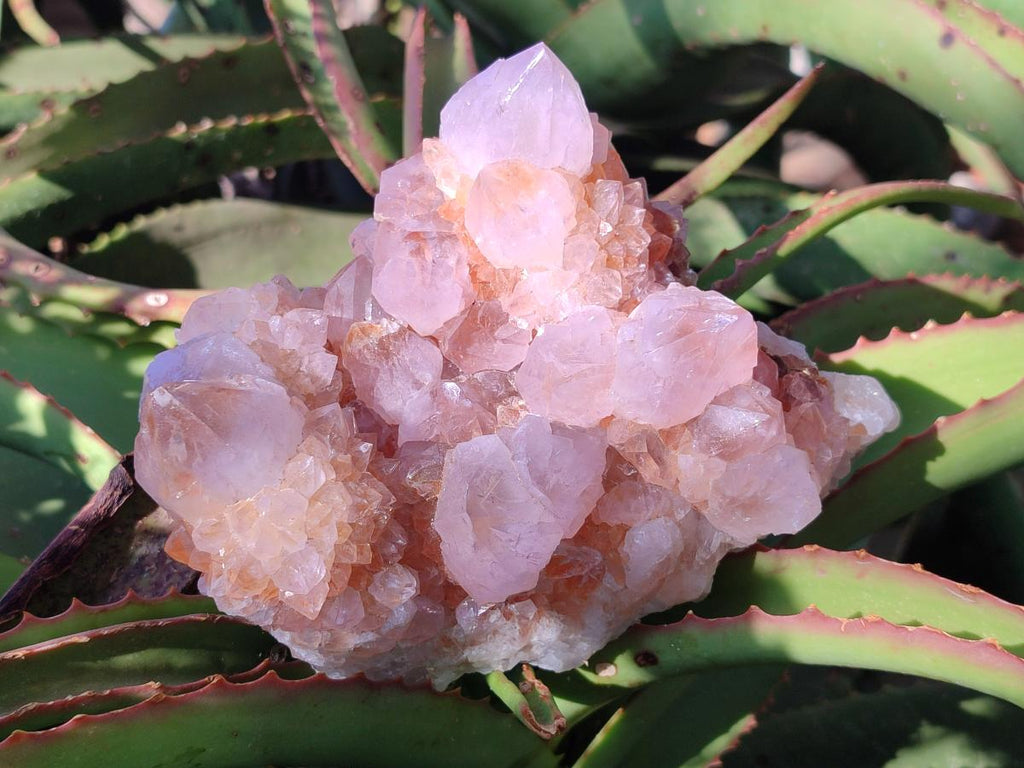 Natural Large Lilac Sunburst Ametrine Spirit Clusters x 2 From Boekenhouthoek, South Africa - Toprock Gemstones and Minerals 