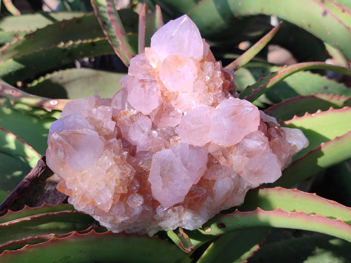 Natural Large Lilac Sunburst Ametrine Spirit Clusters x 2 From Boekenhouthoek, South Africa - Toprock Gemstones and Minerals 