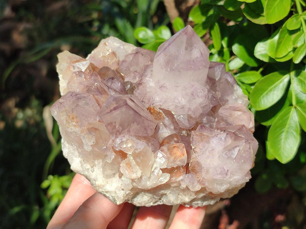 Natural Sunburst Amethyst Spirit Clusters x 2 From Boekenhouthoek, South Africa - Toprock Gemstones and Minerals 
