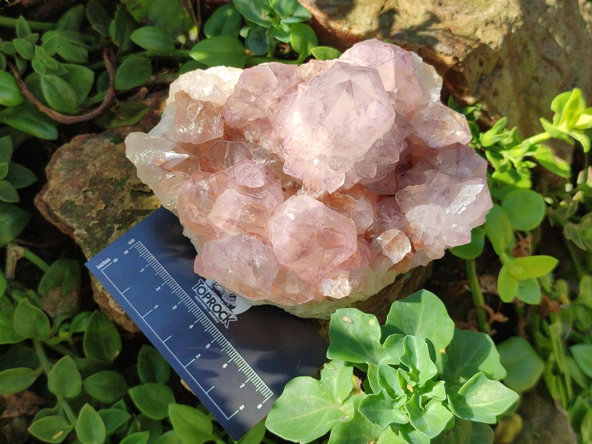 Natural Sunburst Amethyst Spirit Clusters x 2 From Boekenhouthoek, South Africa - Toprock Gemstones and Minerals 