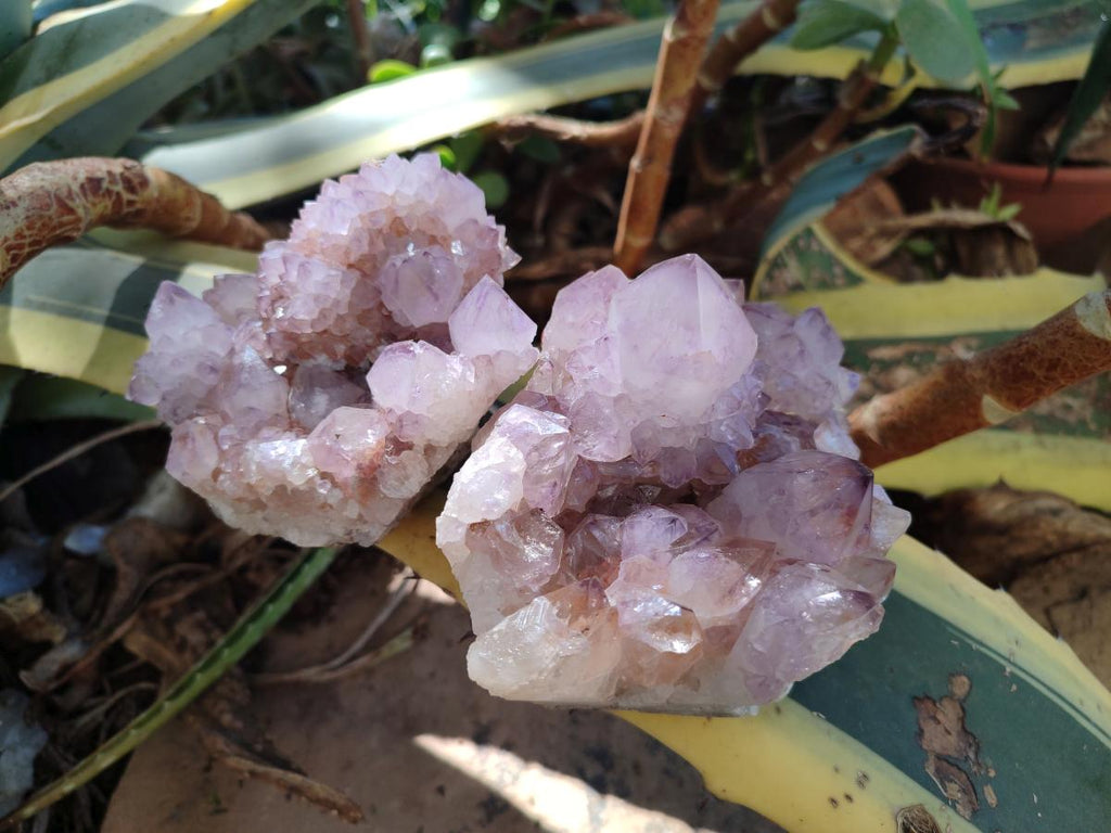 Natural Sunburst Amethyst Spirit Clusters x 2 From Boekenhouthoek, South Africa - Toprock Gemstones and Minerals 