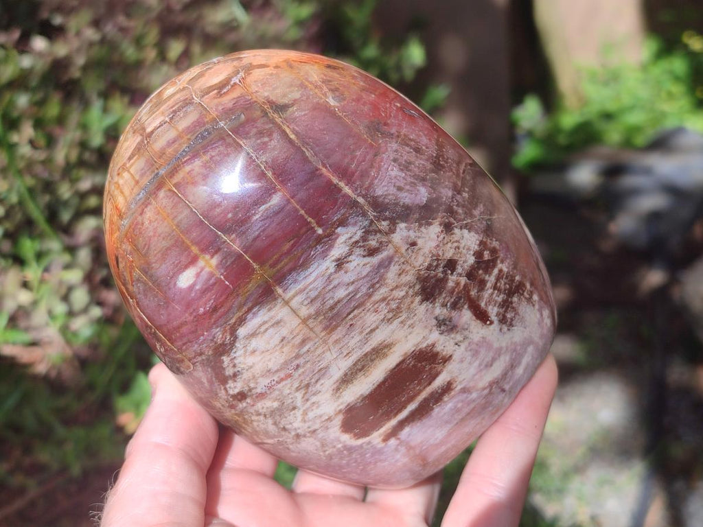 Polished Red Podocarpus Petrified Wood Standing Free Forms x 2 From Mahajanga, Madagascar - Toprock Gemstones and Minerals 