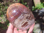 Polished Red Podocarpus Petrified Wood Standing Free Forms x 2 From Mahajanga, Madagascar - Toprock Gemstones and Minerals 