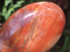 Polished Red Podocarpus Petrified Wood Standing Free Forms x 2 From Mahajanga, Madagascar - Toprock Gemstones and Minerals 