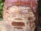 Polished Red Podocarpus Petrified Wood Standing Free Forms x 2 From Mahajanga, Madagascar - Toprock Gemstones and Minerals 