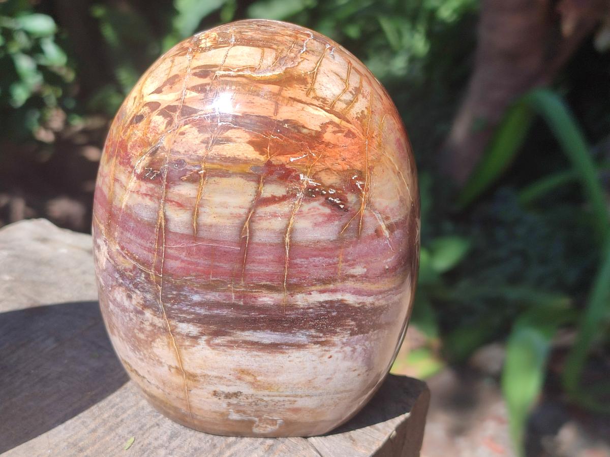 Polished Red Podocarpus Petrified Wood Standing Free Forms x 2 From Mahajanga, Madagascar - Toprock Gemstones and Minerals 