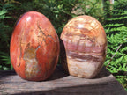 Polished Red Podocarpus Petrified Wood Standing Free Forms x 2 From Mahajanga, Madagascar - Toprock Gemstones and Minerals 