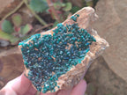 Natural Dioptase on Dolomite Specimens x 2 From Likasi, Congo - Toprock Gemstones and Minerals 