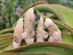 Natural Drusy Quartz Coated Spearhead Calcite Crystals x 20 From Albert's Mountain, Lesotho - Toprock Gemstones and Minerals 