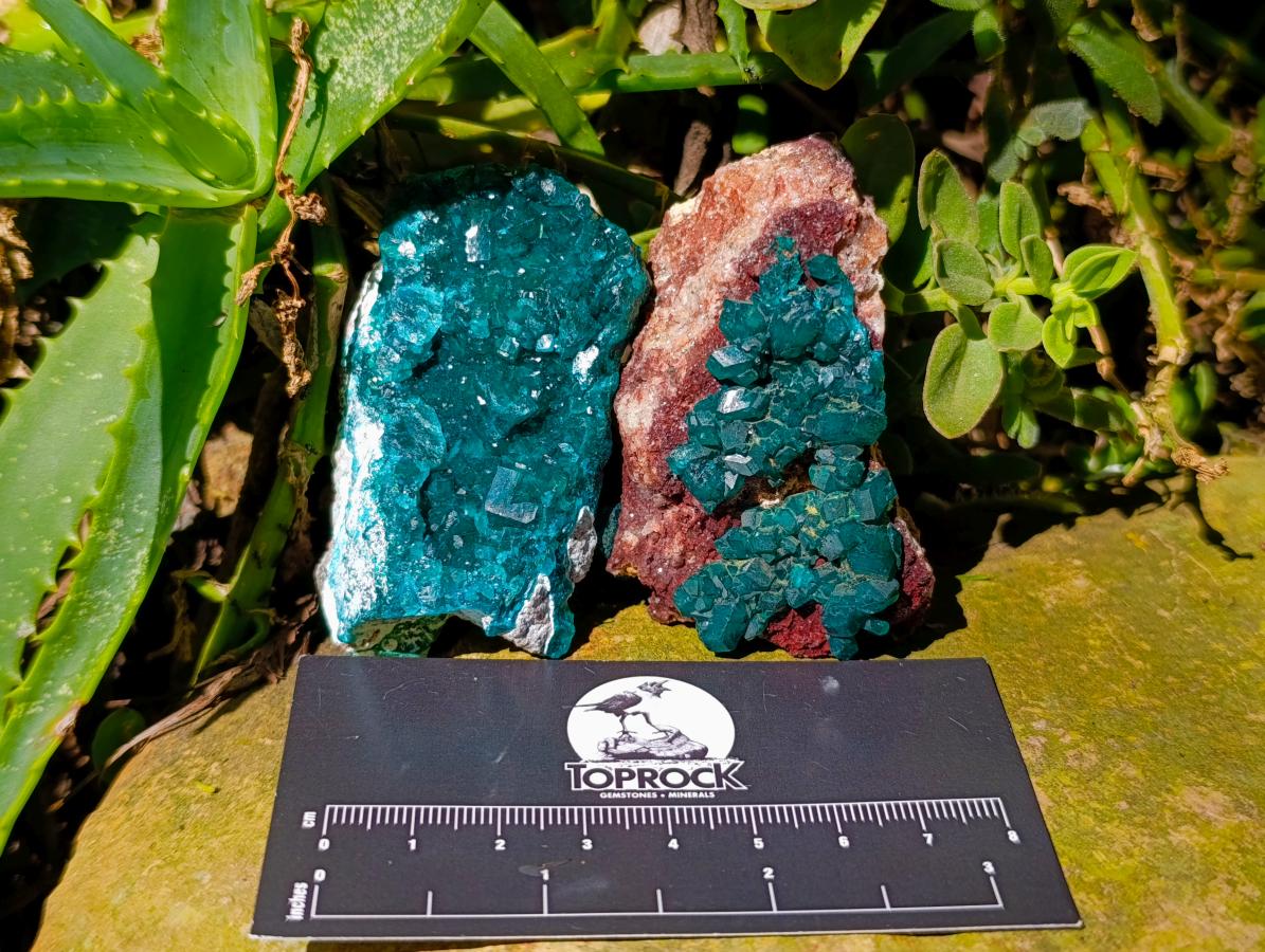 Natural Dioptase on Dolomite Cluster Specimens x 6 From Likasi, Congo - Toprock Gemstones and Minerals 