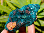 Natural Dioptase on Dolomite Cluster Specimens x 6 From Likasi, Congo - Toprock Gemstones and Minerals 