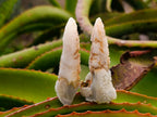 Natural Drusy Quartz Coated Spearhead Calcite Crystals x 35 From Albert's Mountain, Lesotho - Toprock Gemstones and Minerals 