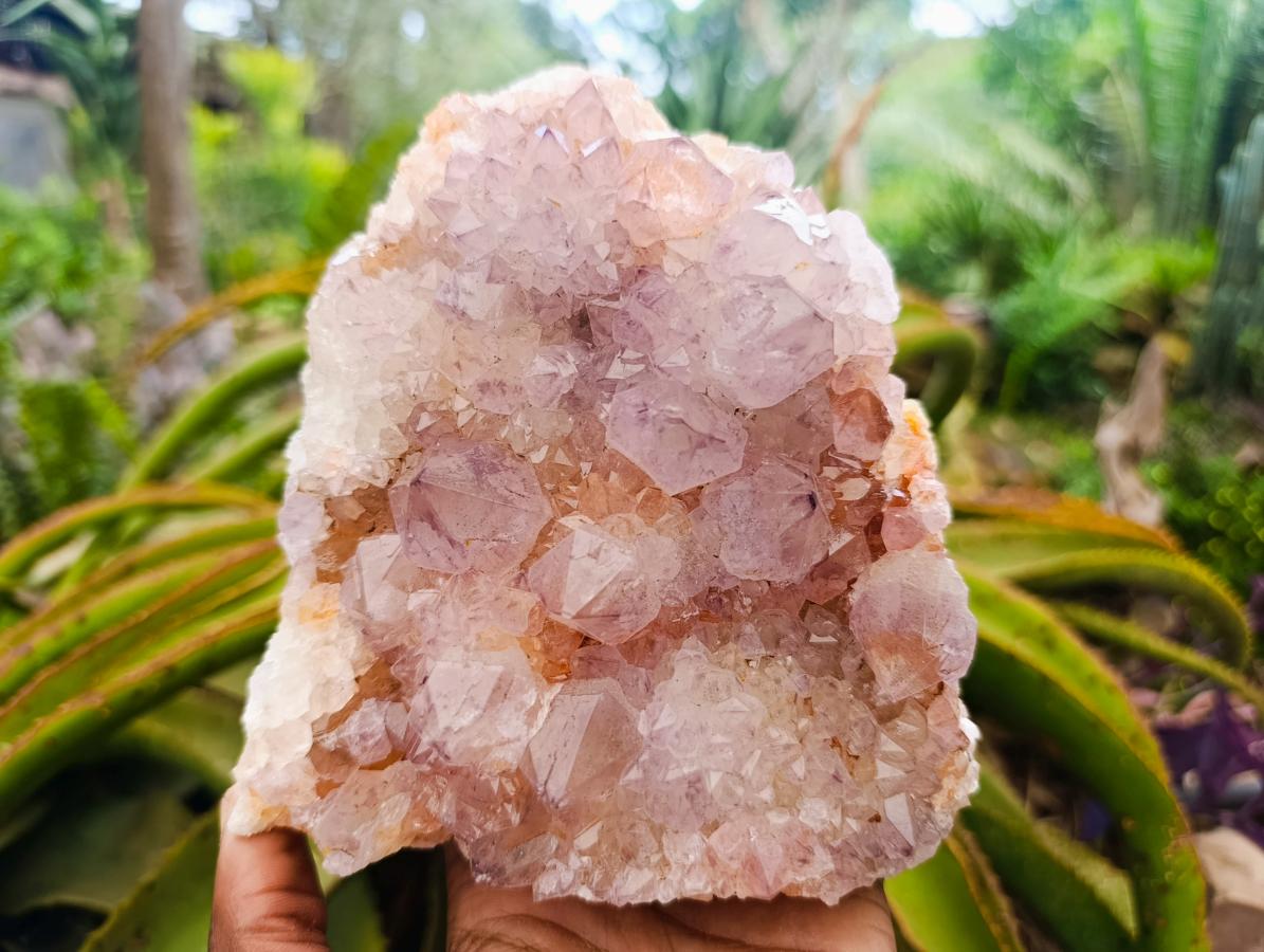 Natural Ametrine Spirit Quartz Clusters x 2 From Boekenhouthoek, South Africa - Toprock Gemstones and Minerals 