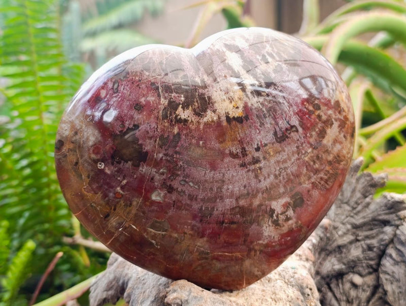 Polished Large Red Podocarpus Petrified Wood Heart x 1 From Mahajanga, Madagascar - Toprock Gemstones and Minerals 