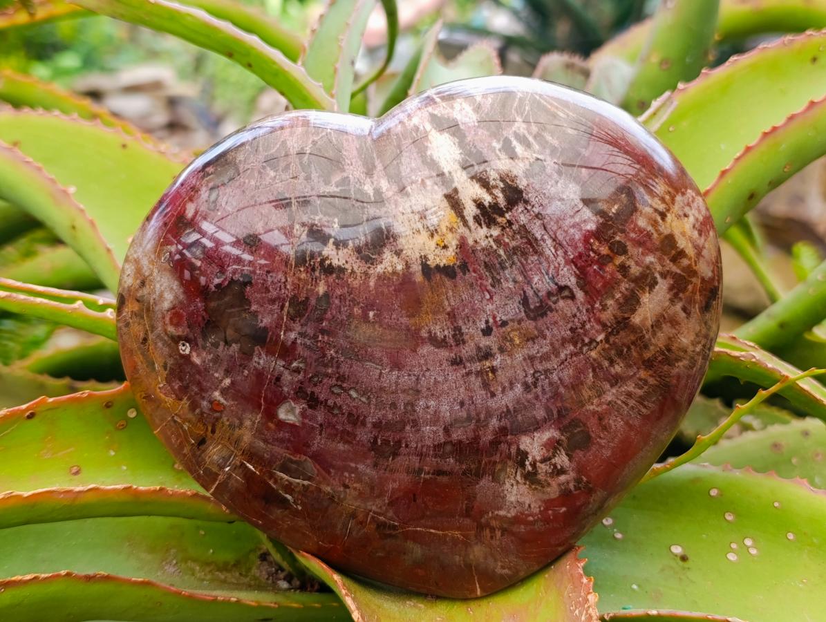 Polished Large Red Podocarpus Petrified Wood Heart x 1 From Mahajanga, Madagascar - Toprock Gemstones and Minerals 