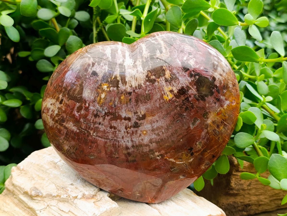 Polished Large Red Podocarpus Petrified Wood Heart x 1 From Mahajanga, Madagascar - Toprock Gemstones and Minerals 