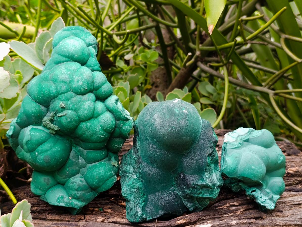 Natural Botryoidal Malachite Specimens x 3 From Congo - Toprock Gemstones and Minerals 