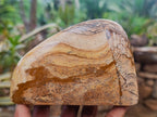 Polished Picture Stone Jasper Standing Free Forms x 2 From Ais-Ais, Namibia - Toprock Gemstones and Minerals 